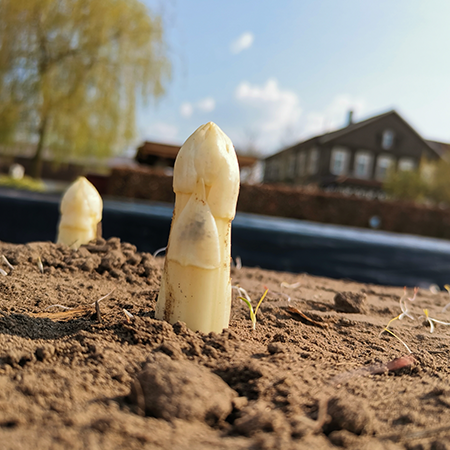 Spargel vom Hof Bleckmann lecker Hofladen